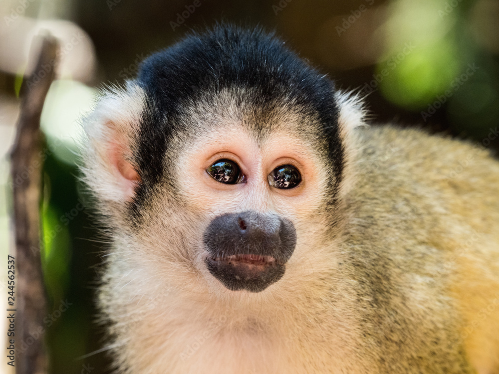 Cute little monkey (pigmy marmosets) in World of Birds park, Cape Town, South Africa. Cute little monkey (pigmy marmosets) in World of Birds park, Cape Town, South Africa.