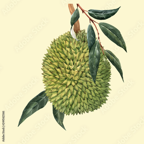 Watercolor durian fruit vector illustrtion