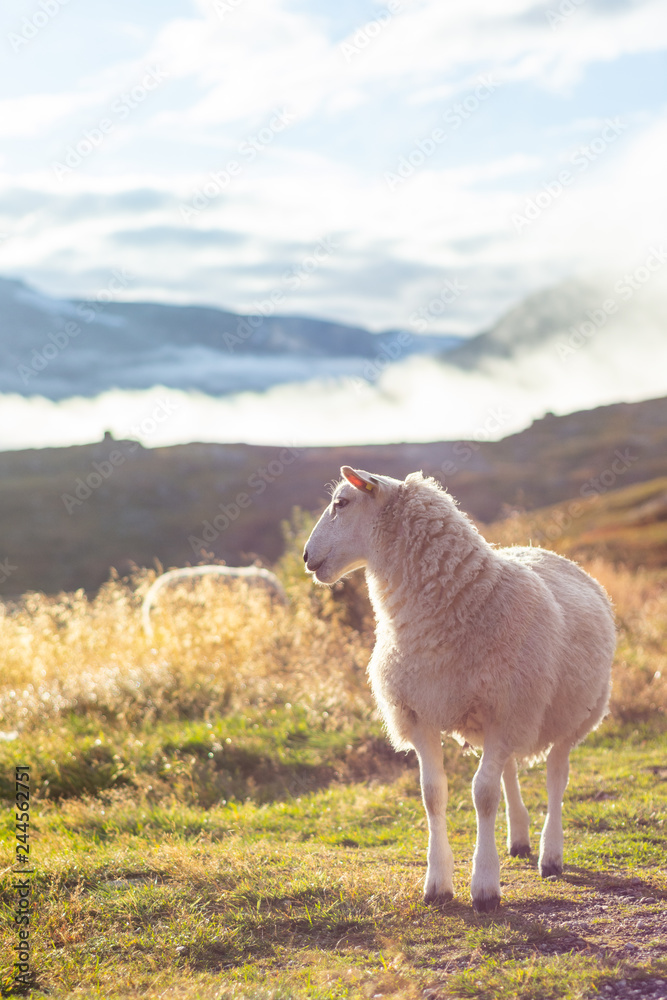 Fototapeta premium Norwegian sheep