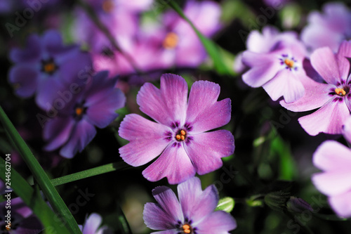 Flower Sommer Pfanze Schönheit Blühen