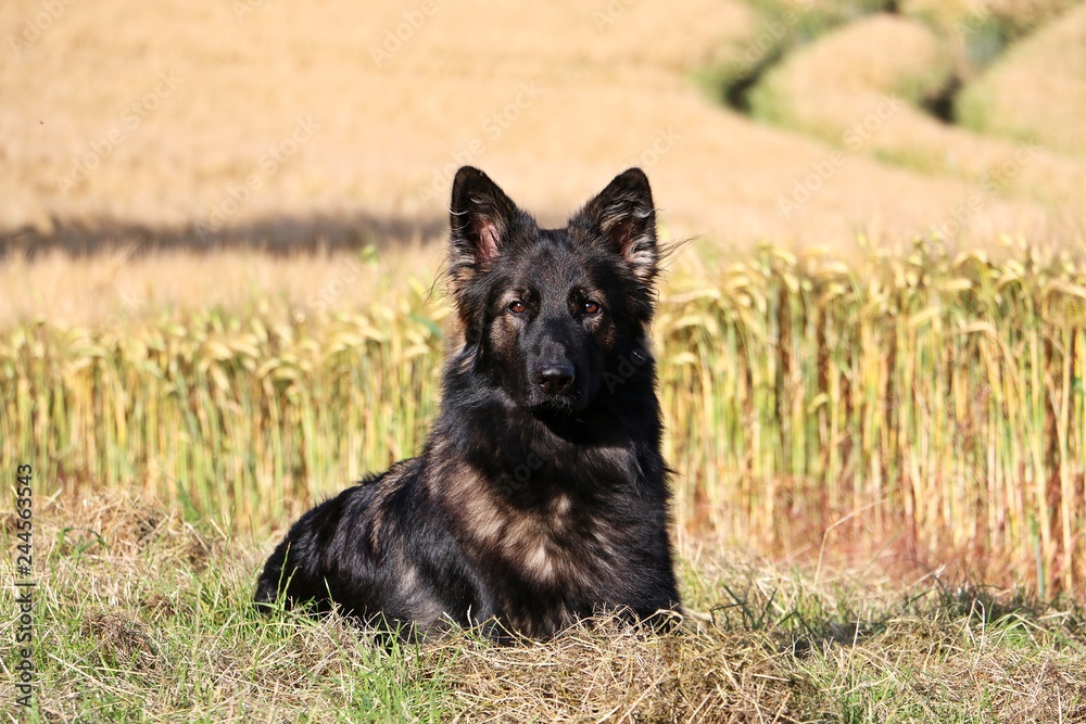 beautiful german shepherd is lying in a corn field beautiful german shepherd is lying in a corn field