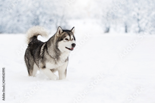 Alaskan Malamute dog on a winter