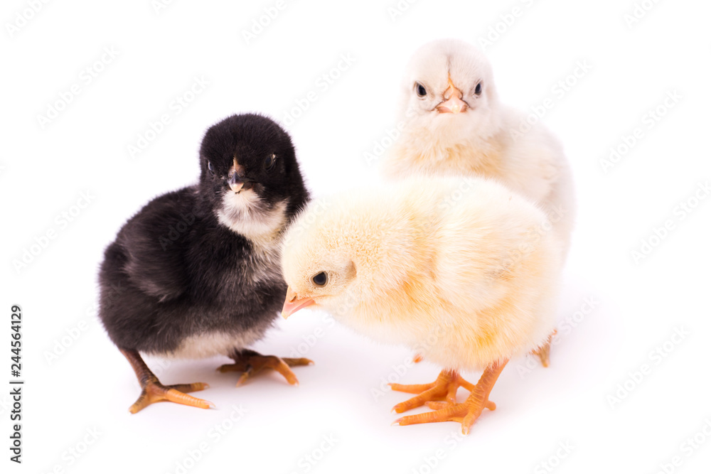 Fototapeta premium Three small chickens isolated on a white background. Black, white and yellow chickens look at the camera