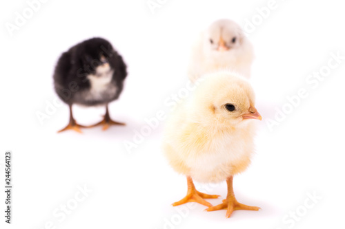 Three small chickens isolated on a white background. Black, white and yellow chickens. Yellow chicken stands far from others and looks right.