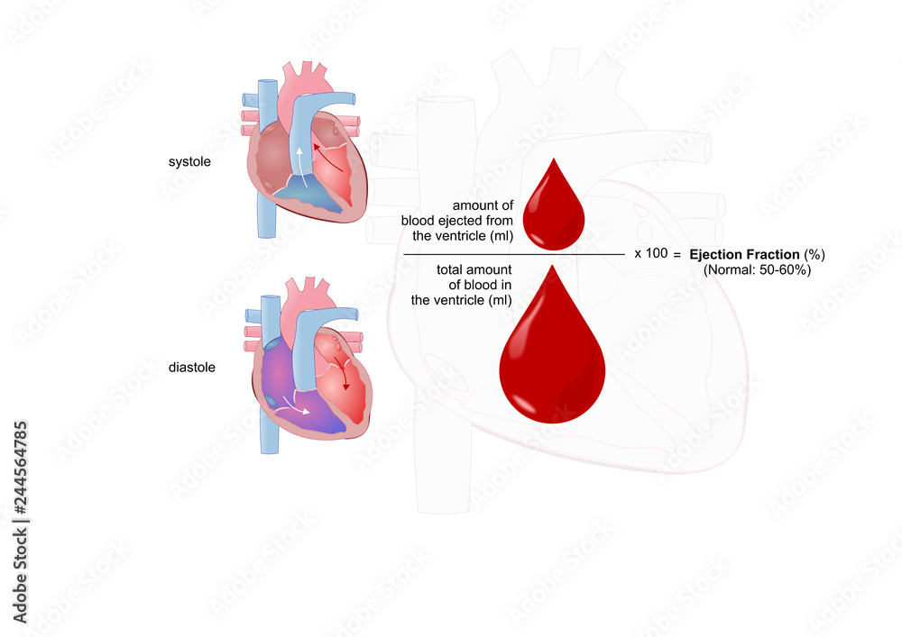 Fototapeta premium ejection fraction: measure of the heart functionality