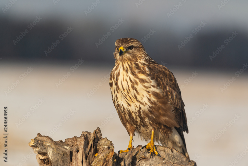 Fototapeta premium Photo of common buzzard buteo buteo on a tree