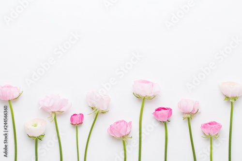 Beautiful colored ranunculus flowers on a white background.Spring greeting card.