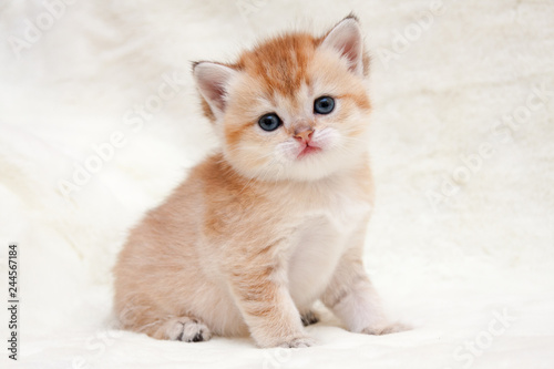 A small orange British kitten sits in front of the camera and looks forward, female british shorthair cat BRI ny 25 black golden ticked color