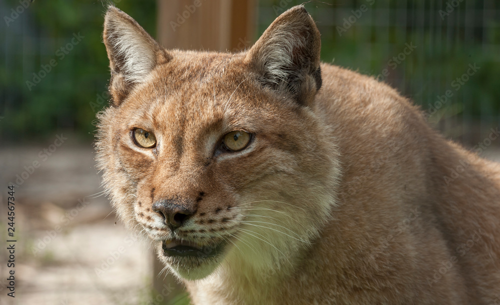 Obraz premium Captive Siberian Lynx