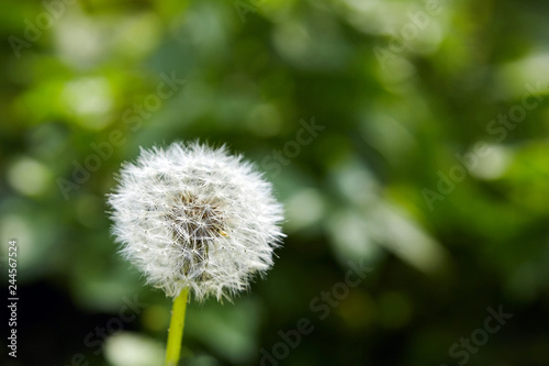 white soft dandelion spring flower