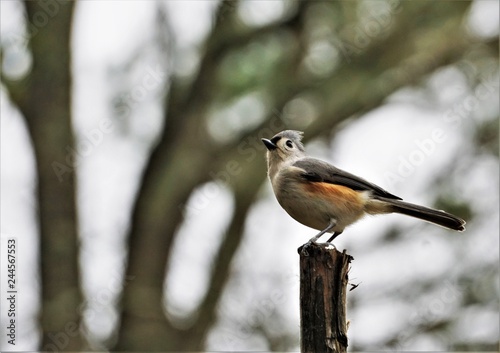 A single tufted titmouse (Baeolophus bicolor) perching on the stump of the wood enjoy watching and resting on the blurry garden and hazy sky background, Winter in GA USA.