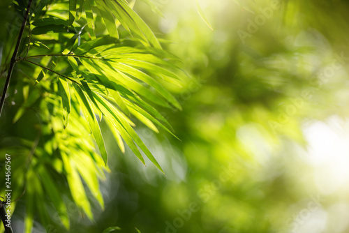 Nature Background Green Foliage of Bamboo Leaves with Bokeh and Sunlight