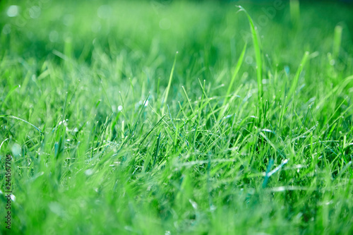 green lawn grass background