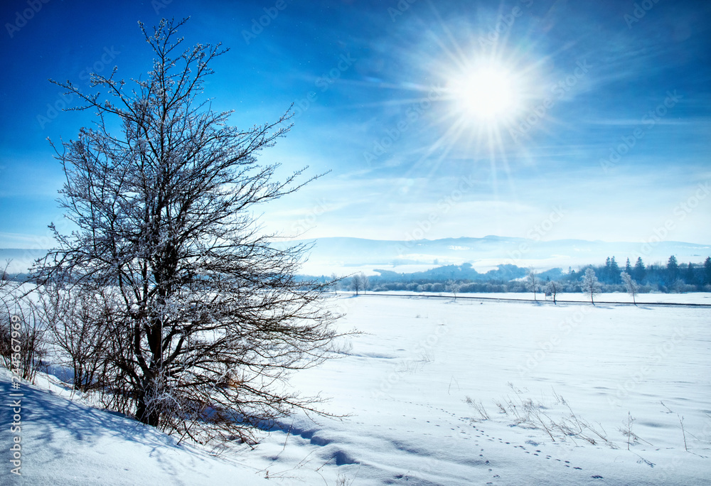 winter landscape against sunlight winter landscape against sunlight
