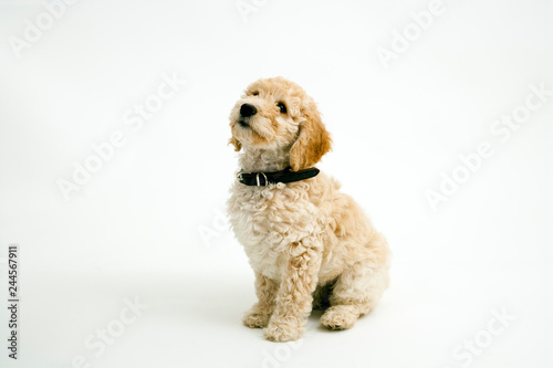 A cute 12 week old Cockapoo puppy bitch on a white background sits obediently looking upwards photo