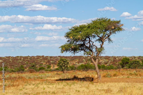 Landschaft mit Kameldornbaum, Namibia