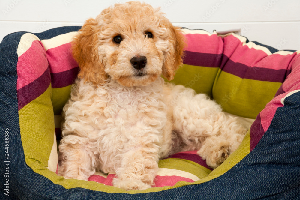 12 week on sale old cockapoo