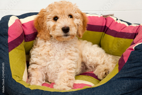 A cute 12 week old Cockapoo puppy bitch on a white background lies in her new bed lookingat the camera photo