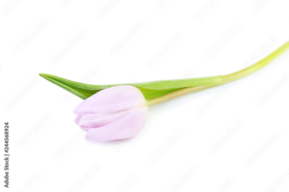 Purple tulip isolated on white background Purple tulip isolated on white background