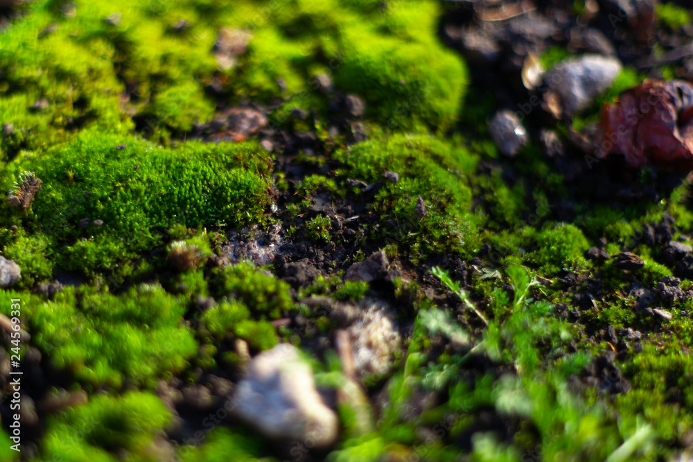 Hue green moss on black ground. Wet ground and soft moss. Hue green moss on black ground. Wet ground and soft moss.