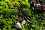 Hue green moss on black ground. Wet ground and soft moss.