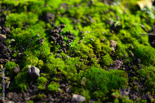 Hue green moss on black ground. Wet ground and soft moss.