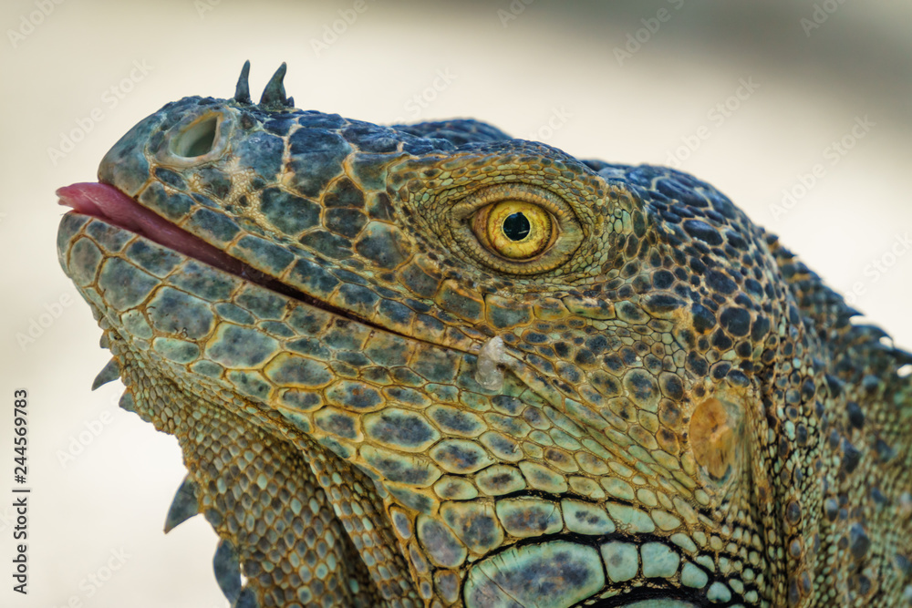 Fototapeta premium Beautifull Iguana Close Up