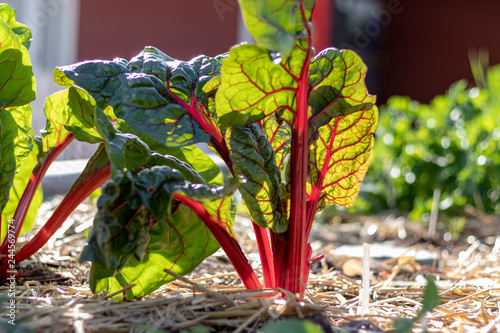 Фотография rhubarb