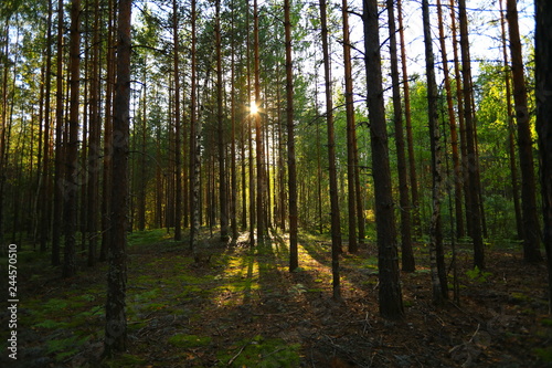 Trees in forest in sunlight © ViktoriaShu