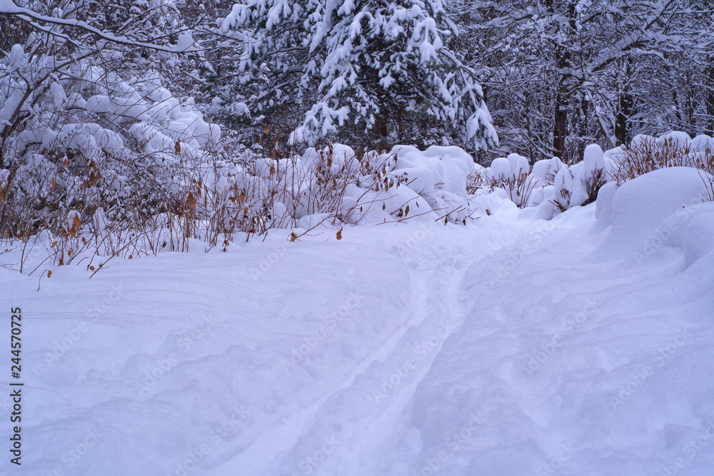 Ski tracks in the winter forest