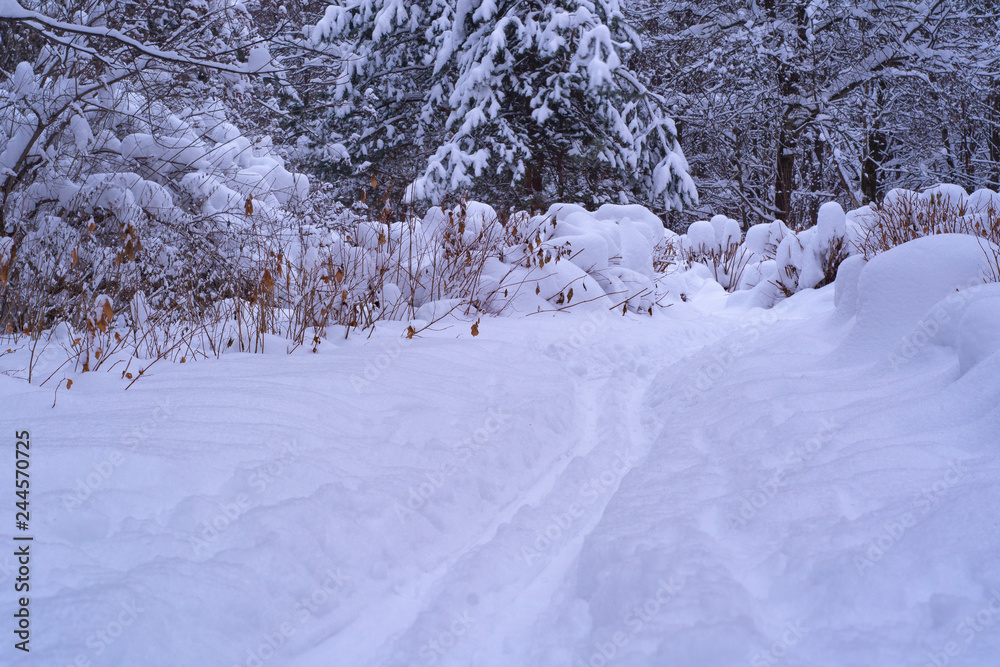 Ski tracks in the winter forest Ski tracks in the winter forest