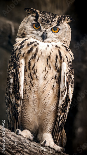 The adult Eurasian eagle owl sits on a tree branch.