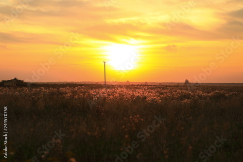 Field of flowers at sunset