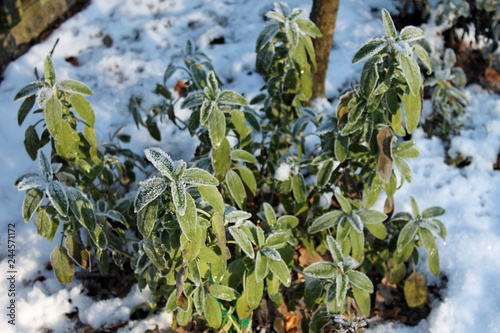 Pflanzen im Winter photo