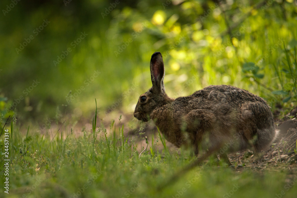 Brown hare sits on the forest road and looks at the camera. Around a beautiful green background. Full-length portrait. Brown hare sits on the forest road and looks at the camera. Around a beautiful green background. Full-length portrait.