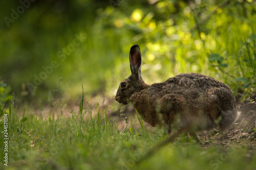 Brown hare sits on the forest road and looks at the camera. Around a beautiful green background. Full-length portrait. © gelectrode