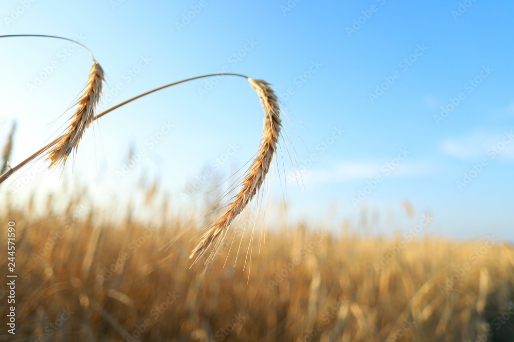 Obraz premium Wheat field macro on blue sky