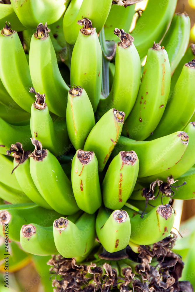 Bunches of bananas forming a background