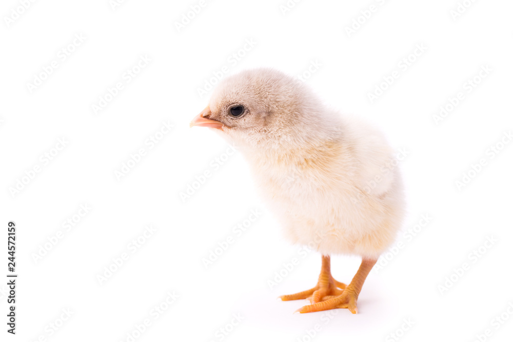 Fototapeta premium White small chicken isolated on a white background