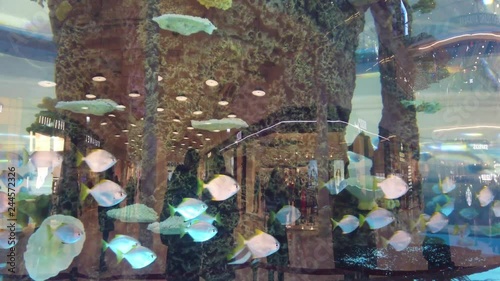 An aquarium in shopping center. A big aquarium in evening shopping center. Aquarium with fish in the shopping center.. photo