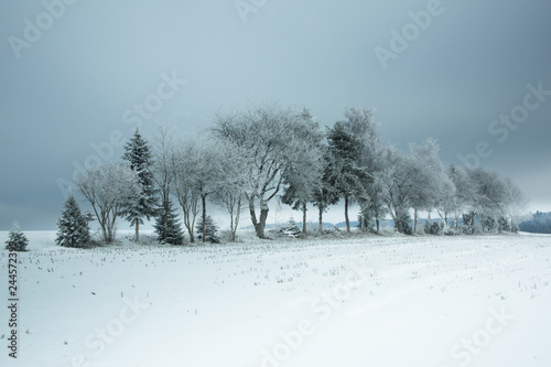 Wallpaper Mural schöne Winterlandschaft im Schwarzwald Torontodigital.ca