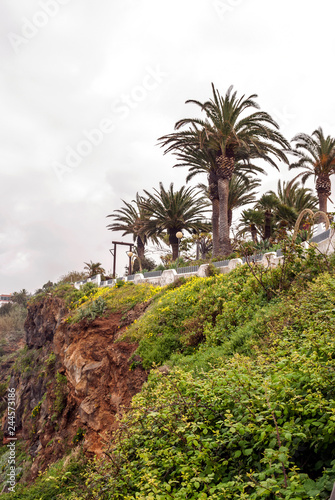 Garden with palm trees on the island of Tenerife on a sunny day