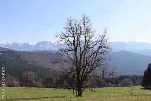 Baum im Gebirge
