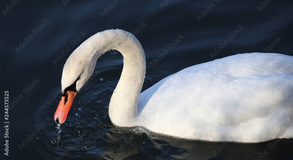 Fototapeta premium Schwan
