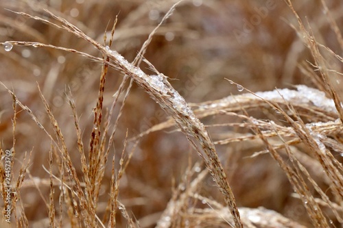Dry decorative grass in flower bed covered with melted snow. Spikelets background.