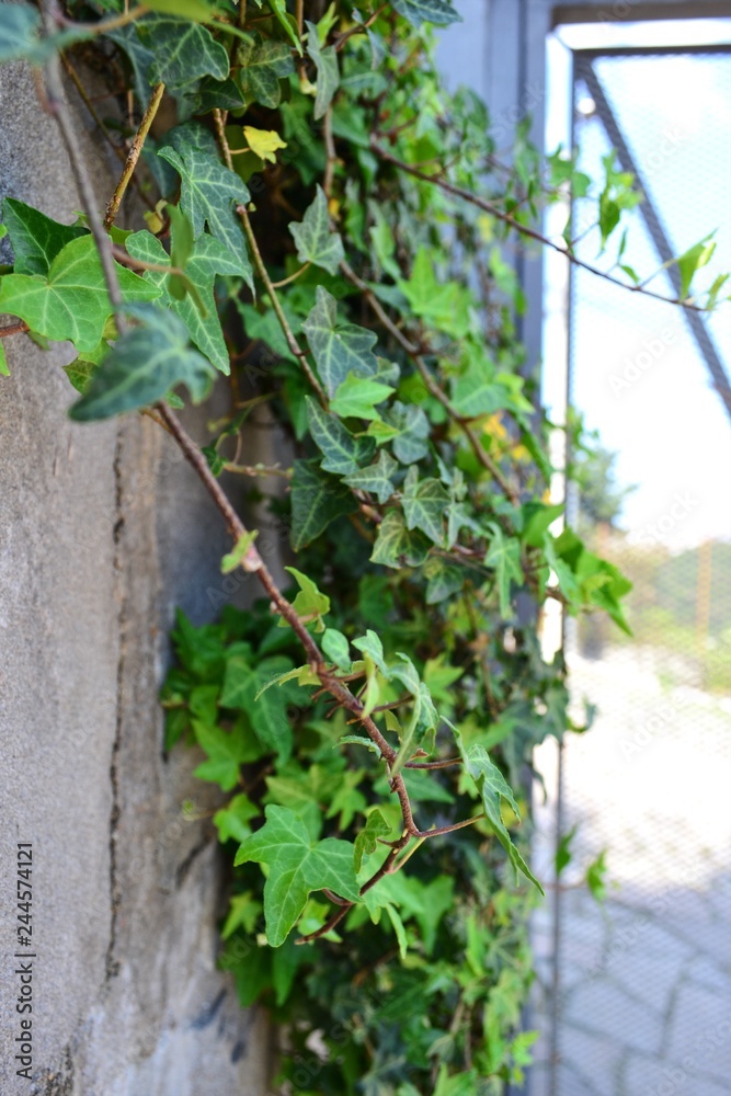 Foliage Foliage