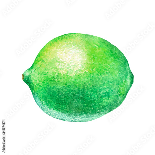 Illustration of lime in watercolor