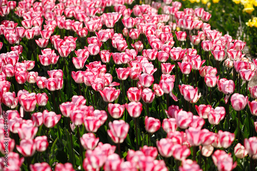 field of blooming tulips.