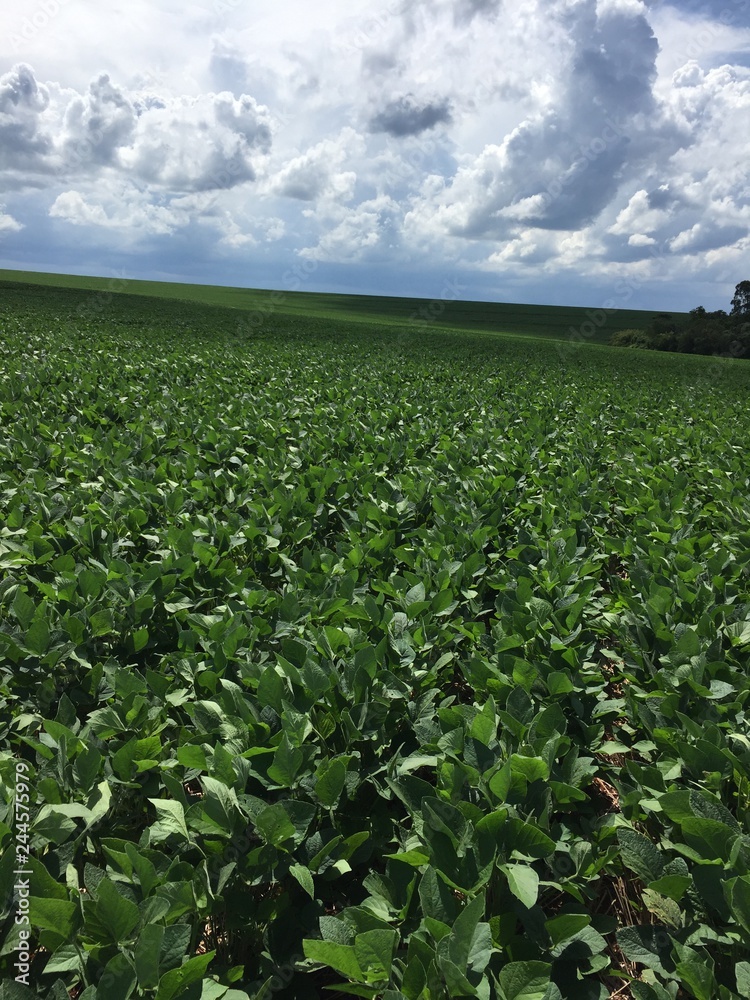 agriculture, Farm, Sky agriculture, Farm, Sky