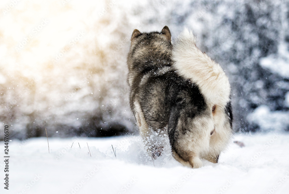 Alaskan Malamute dog on a winter Alaskan Malamute dog on a winter